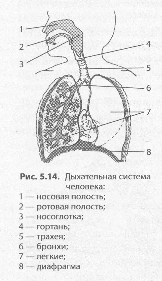 Трахея разделяется на бронхи на уровне
