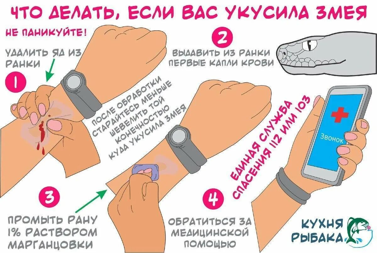 Укус как себя вести. Первая помощь при укусе ядовитой змеи. Что делать если укусила змея. Оказание первой помощи при укусе змеи. Первваяпомощь при укусезмее.