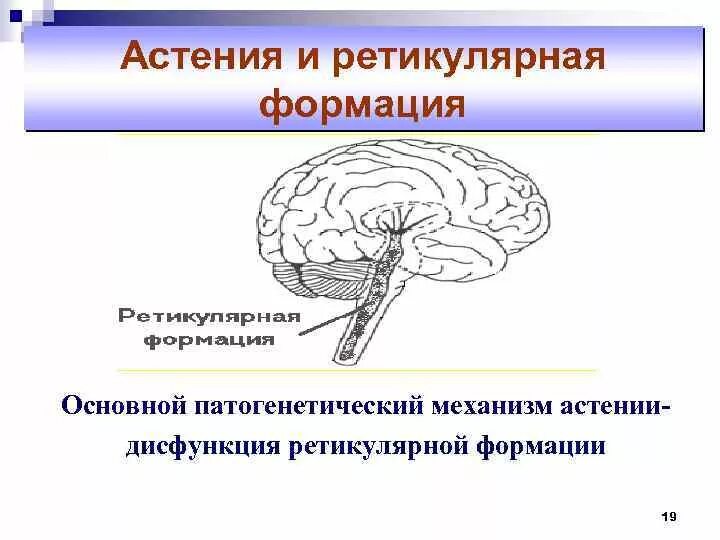 Нейрон ретикулярной формации. Ретикулярная формация продолговатого мозга. ретикулярная формация ствола. вегетативные функции ретикулярной формации.
