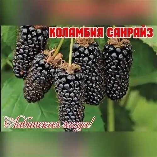 Коламбия санрайз. Ежевика коламбия Санрайз. Коламбия старт ежевика. Коламбиа Гиант ежевика.