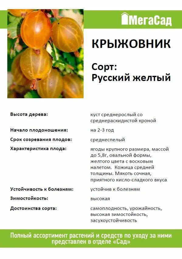 Крыжовник русский желтый описание сорта. Крыжовник русский желтый описание. Крыжовник русский желтый описание сорта фото. Крыжовник русский жёлтый дегустационная оценка. Крыжовник сорт русский отзывы