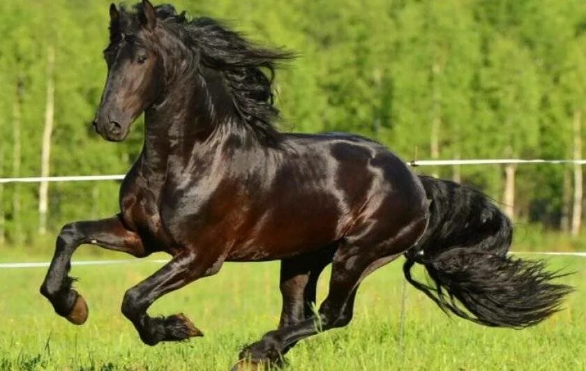 Лошадь породы фриз. Голландская упряжная – Фризская лошадь. Фризская лошадь породы лошадей. Фризская лошадь гнедая. Friesian порода лошадей-.