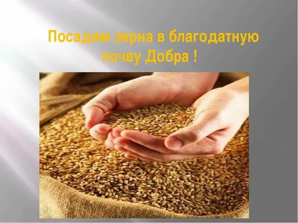 Посеявший зерно самоклеящаяся. Посеянное зерно. Посеять пшеницу. Стих зерно доброты. Зернышки доброты.
