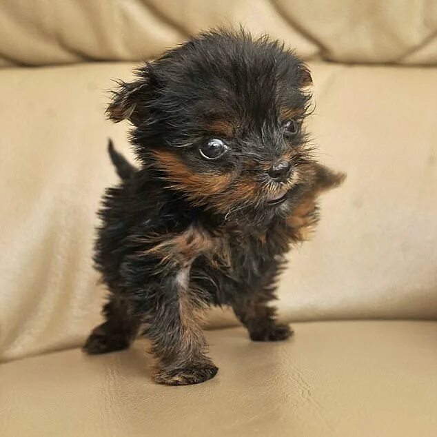 Терьер йоркширский малошерстный. Breed йоркширский терьер. Ерш терьер. Йоркширский терьер мини. Ешкорский терьер.