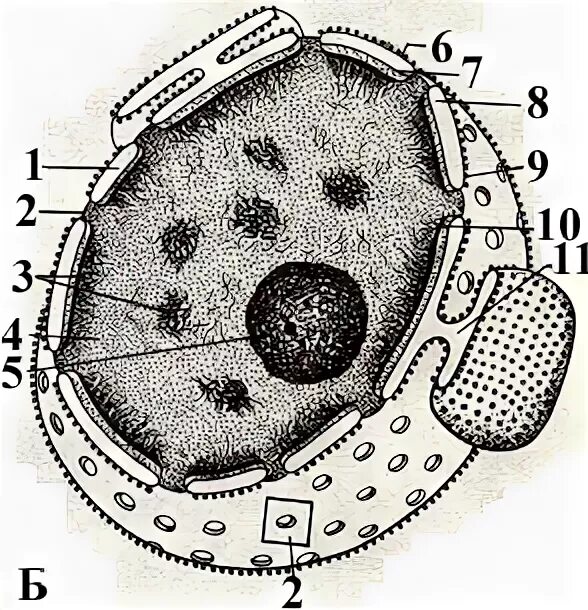 Строение клеточного ядра рисунок. Строение ядра клетки рисунок. Ядрышко схематический рисунок. Клеточное ядро схема. Ядро клетки схема