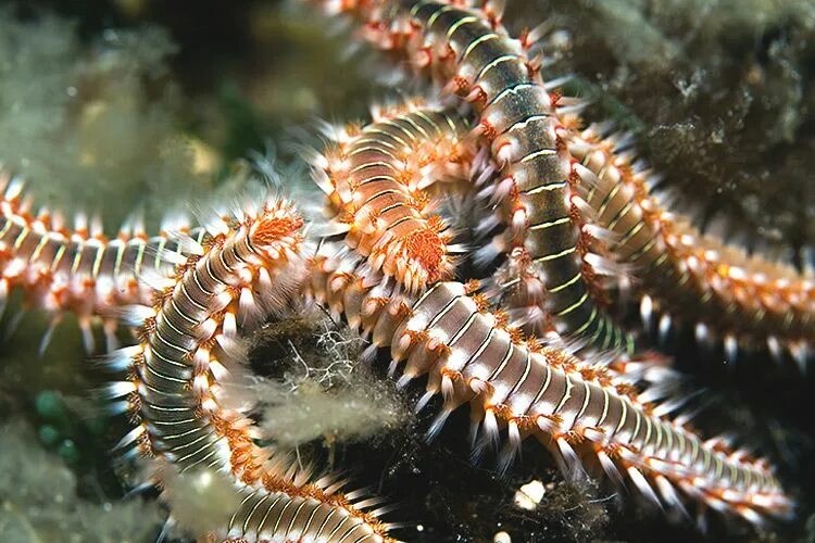 This 400-Million-Year-Old Worm Monster Is Metal as Hell Deep sea creatures, Ocea