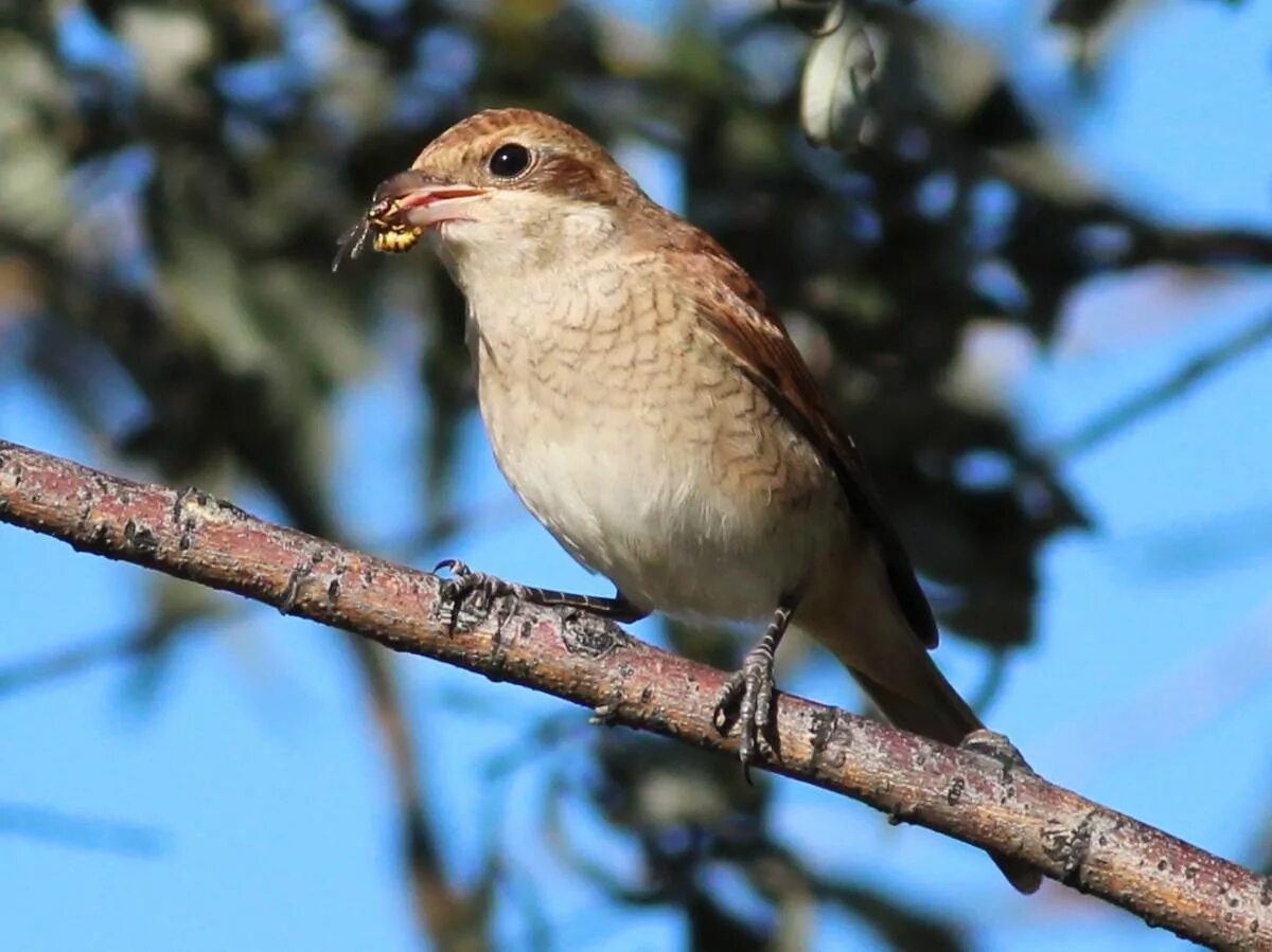 Название птиц челябинской. Птицы челяб обл. Птицы челябинска. Птицы челябинской области челябинской области. Лесные птицы челябинской области.