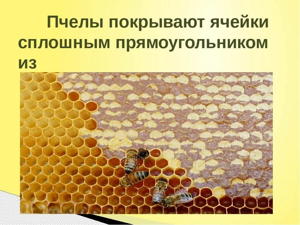 Из чего состоит пчелиная сота. Из чего состоит пчелиная сота