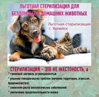 Почему стерилизуют собак