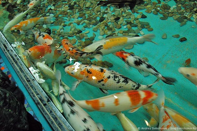 харбин достопримечательности. пингвины в океанариуме санкт-петербург. полярный океанариум в харбине. полярный океанариум в харбине (harbin polarland). океанариум харбин.