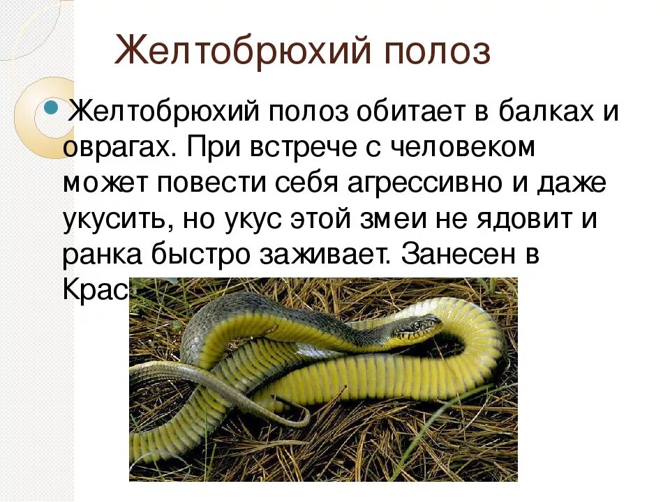 Желтобрюхий полоз крымский. Полоз змея желтобрюхий. Желтобрюхий полоз краснодарский край. Полоз змея желтобрюхий. Желтобрюхий полоз фото и описание.