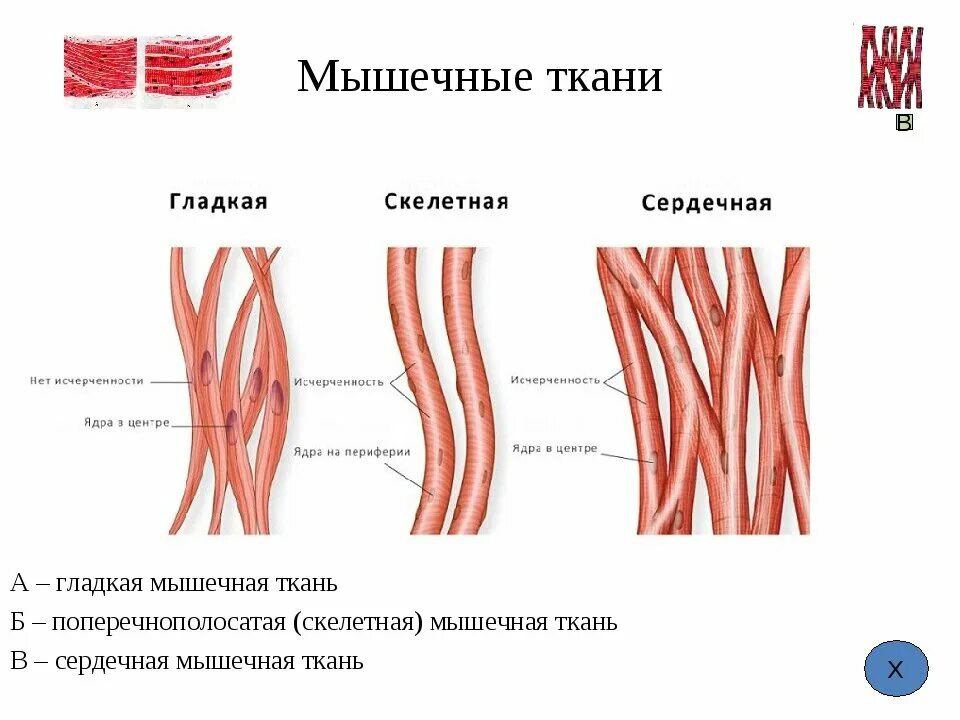 Работа гладких мышц. Скелетная сердечная и гладкая мышечная ткань. Мышечная ткань гладкая поперечно-полосатая сердечная. Схема строения сердечной мышечной ткани. Строение мышечной ткани анатомия.