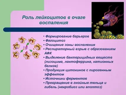 Белки лейкоцитов