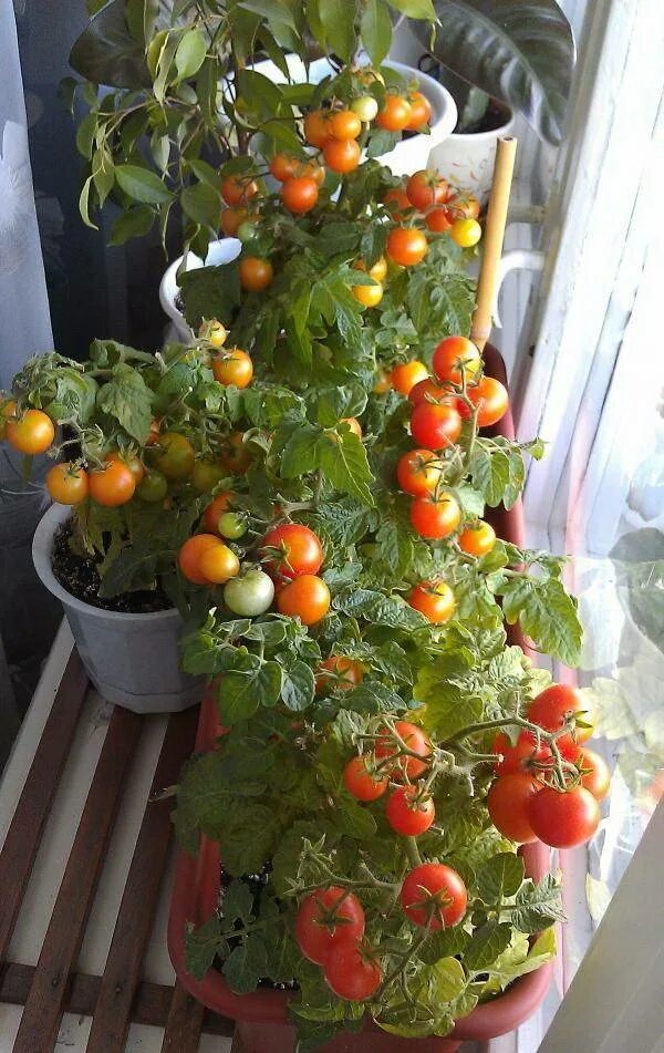 Выращивание помидоров для начинающих. Семена черри балконное чудо. Семена томатов. Черри балконное чудо. Балконное чудо помидоры Семко. Томат черри балконное чудо.