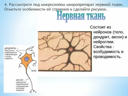 Каким уникальным свойством обладает нервная ткань впр