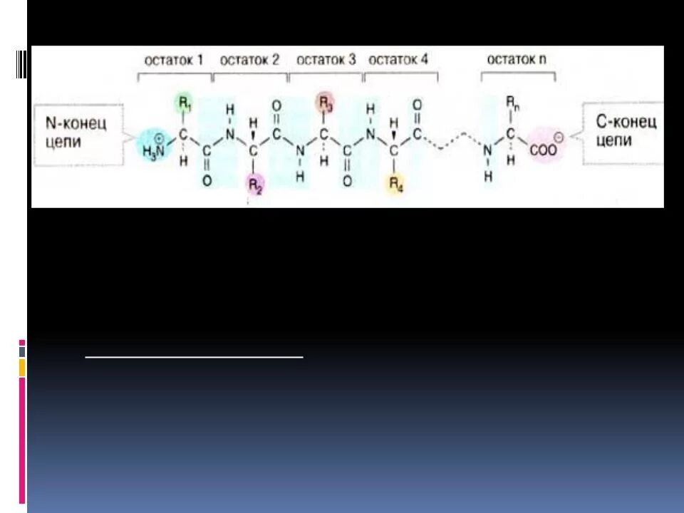 N конец полипептидной цепи. Концы полипептидной цепи. Образование полипептидной цепи. Остов полипептидной цепи.