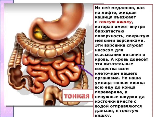 Общая длина тонкого кишечника. Сколько метров тонкая кишка у человека. Длина тонкого кишечника взрослого.