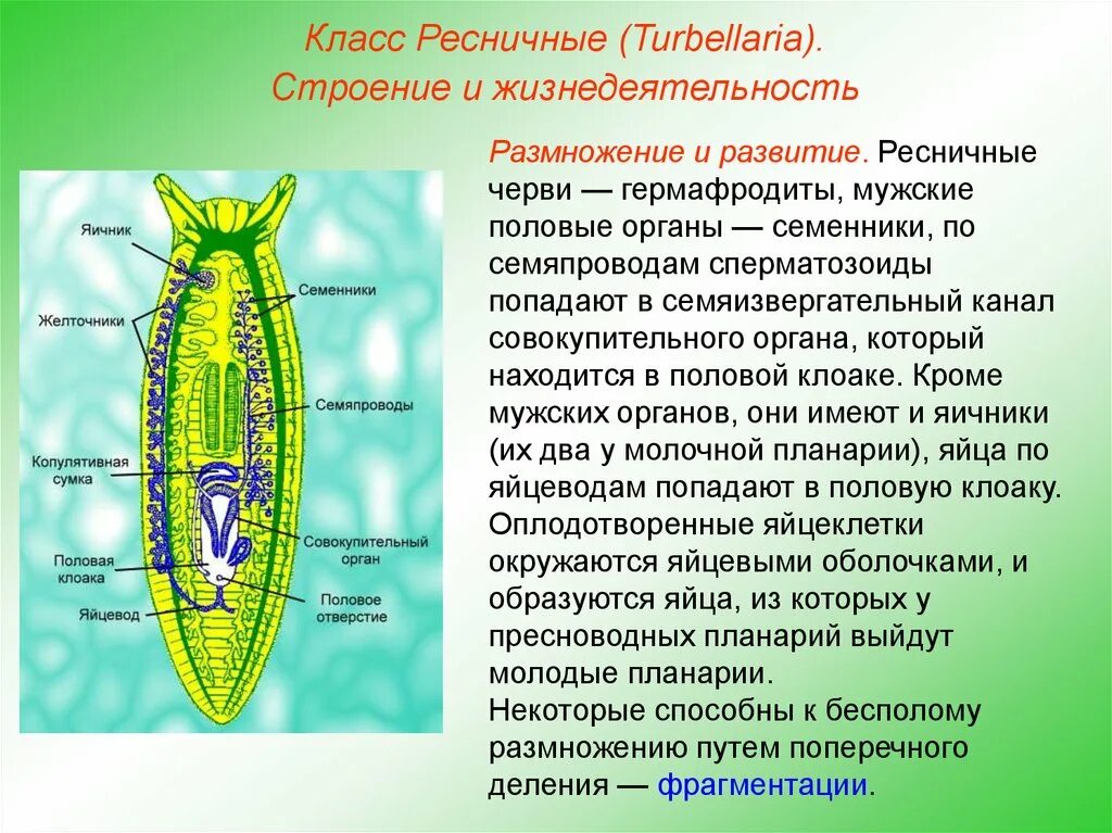 Строение и жизнедеятельность червей. Ресничные черви молочная планария. Плоский червь планария строение. Ресничные черви размножение. Тип плоские черви класс Ресничные.