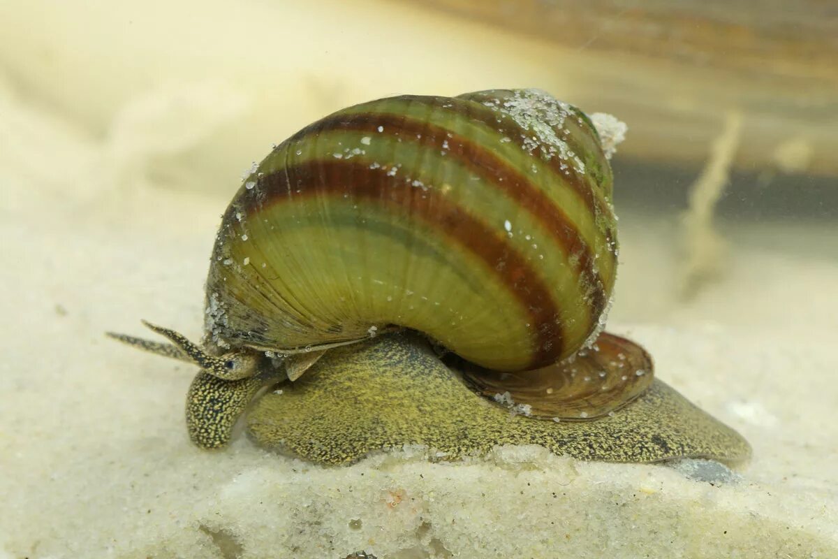 Прудовик плащеносный. Брюхоногие моллюски прудовик. Прудовик двустворчатый моллюск. Лужанка болотная. Раковина перловицы.