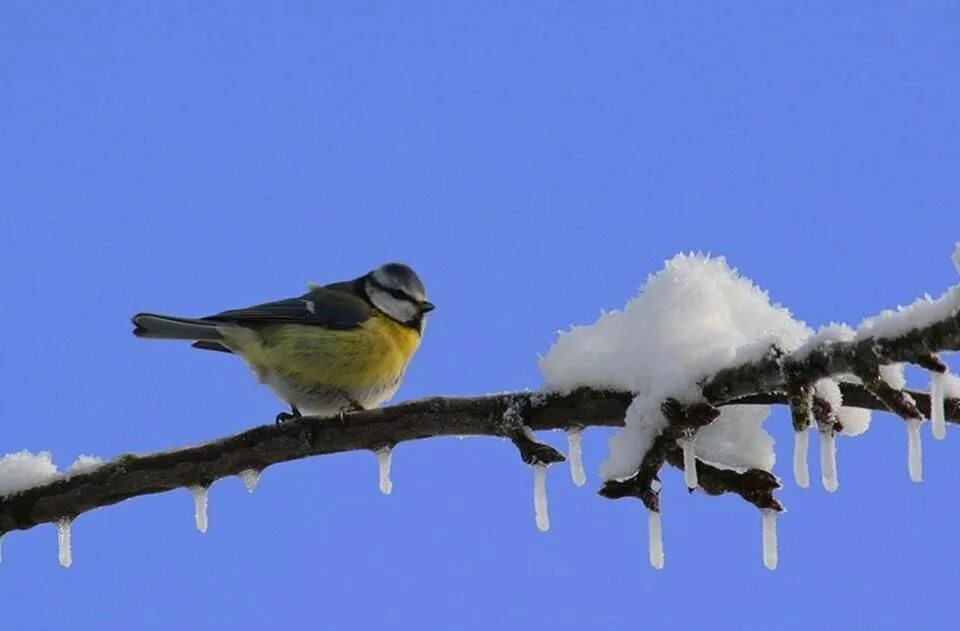 Синица лазоревка зимой. Март утро птички. Птицы ранней весной.