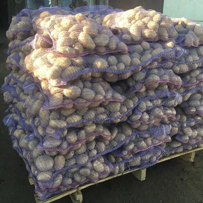 Картофель семенной в сетке. Картофель опт. Перевозка картофеля. Картофель гала в сетках. Картофель на складе ред скарлет.