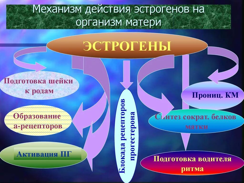 Эстроген влияние на организм. Механизм действия эстрогенов. Действие эстрогенов на организм. Эстрогенные препараты механизм действия. Механизм синтеза эстрогенов.