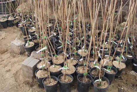 Саженцы с закрытой корневой системой