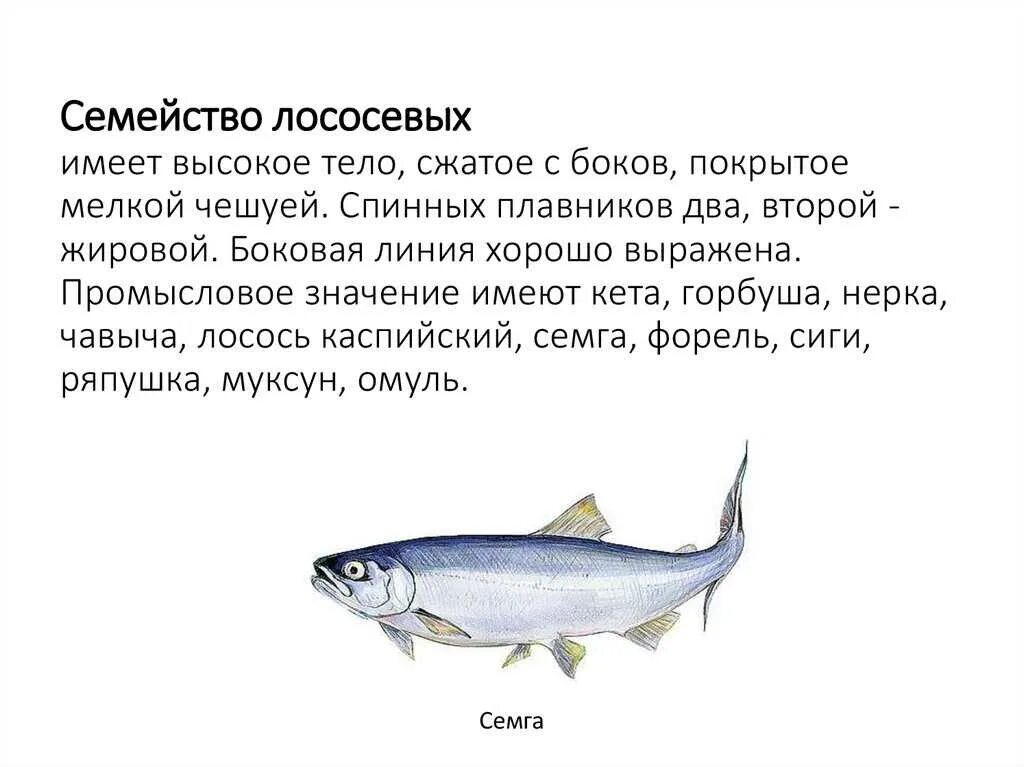 Форель рыба семейства лососевых. Характеристика лососеобразных рыб 7 класс. Лососевые характеристики. Лосось характеристика. Семейство сельдевые представители.