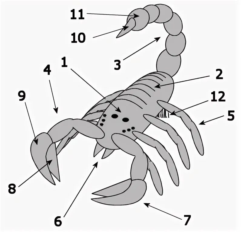 Строение скорпиона