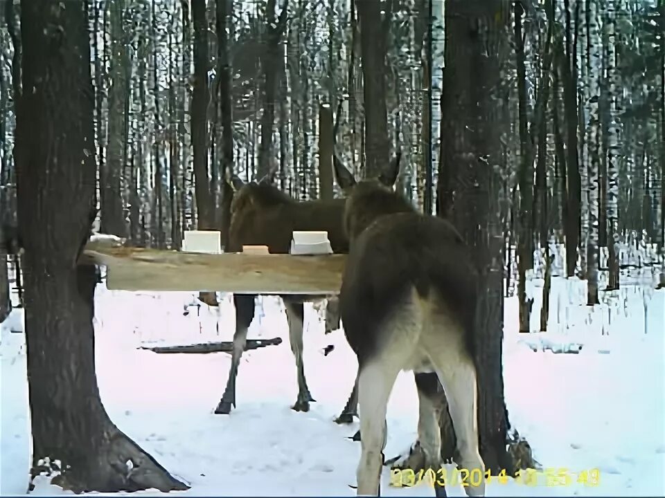 Кормушка солонец для косули. Солонцы для косули и лося. Кормушка для лосей. Солонец для косули. Столовая для лосей 8 букв