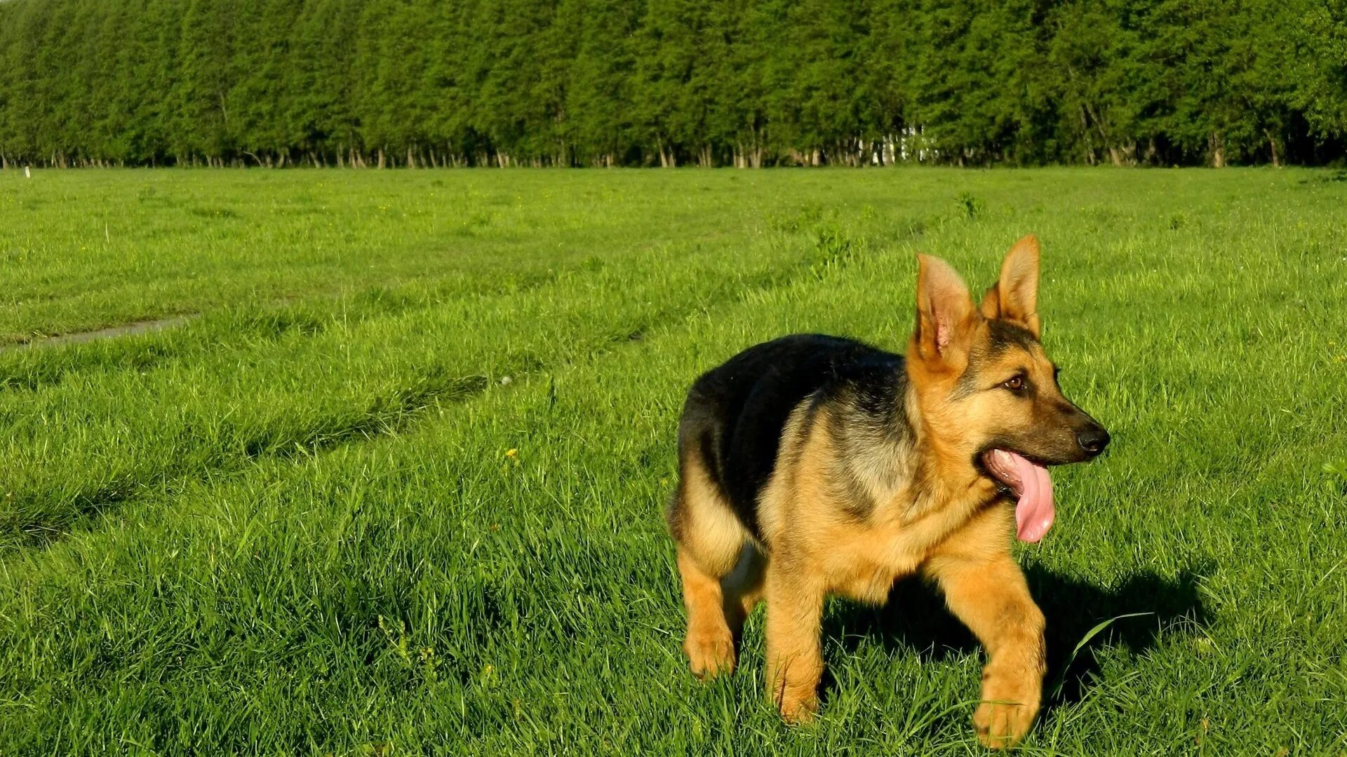 3 animals dogs. Немецкая овчарка Тассо. Восточно-европейская овчарка. Немецкие овчарки Цейс. Белорусская овчарка.