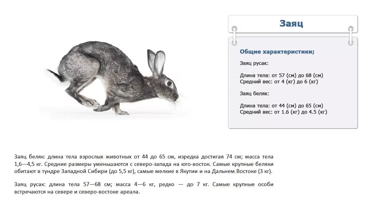 Зайцы сайт омск. Заяц Русак вес длина тела. Заяц Размеры. Сколько весит заяц. Дикий заяц Размеры.