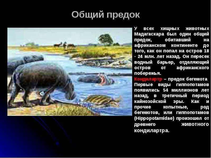 Общий предок всех животных. Сообщение о древних животных земли хищники. древние животные сообщение. древнее животное земли хищник. древние животные земли хищники презентация.