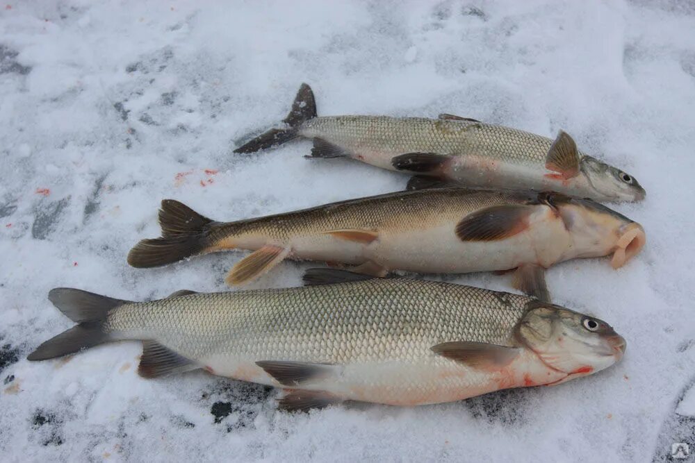Северная рыба чир. Озерный щекур. Северная рыба чир. Пелядь, муксун, чир, нельма. Чир щокур.