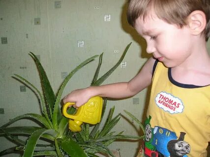 Полив алоэ