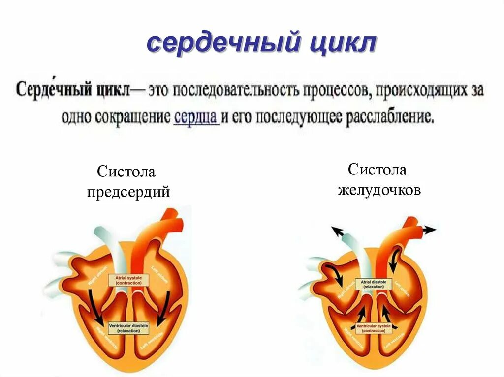 Систола желудочков длится дольше систолы предсердий. Физиология сердца сердечный цикл. Систола предсердий физиология. Систола желудочков. Систолы желудочков сердечного цикла.