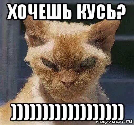 Комарик кусь кусь песенка. Котик кусь. Детские песенки мультиварик. Потешки комарики. Кусь мем.