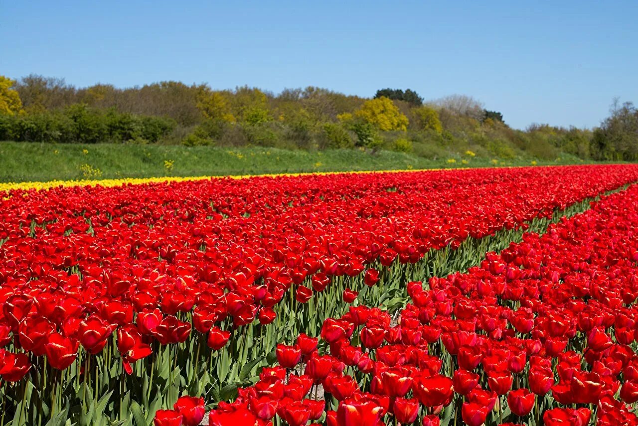 2 ряда тюльпанов. Плантации роз в Голландии. Маковые поля Голландия. Красное тюльпановое поле. Плантации кустовой розы Голландия.