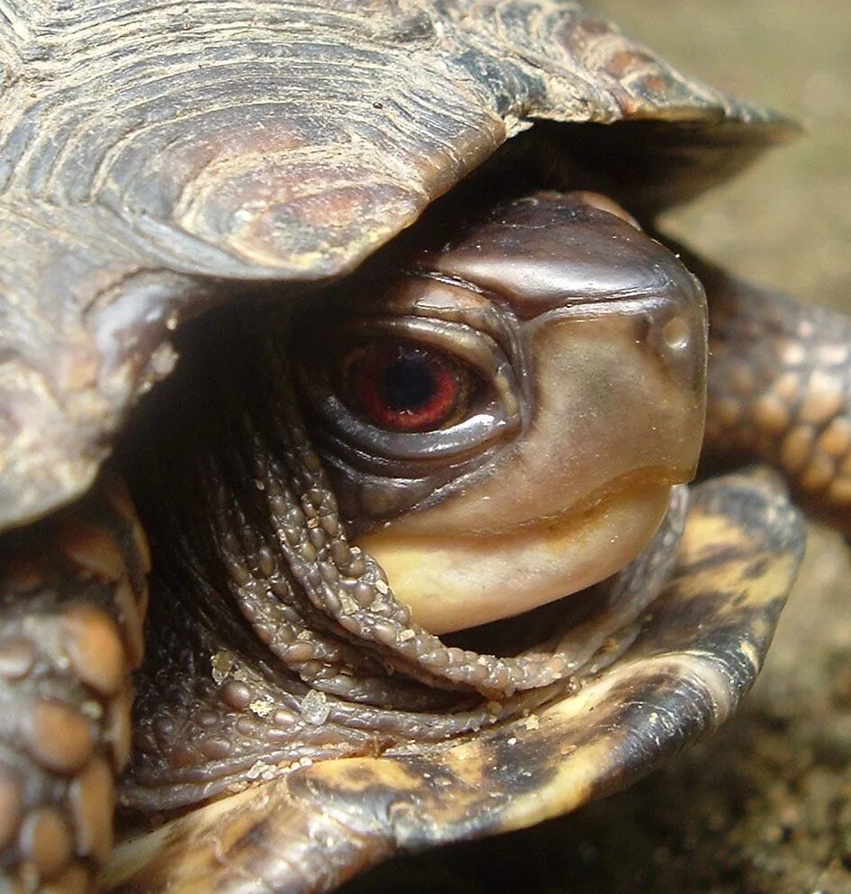 Turtle up