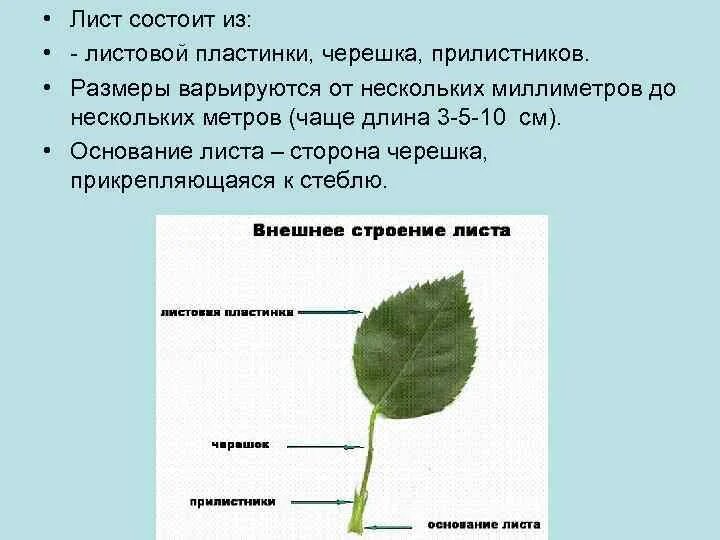 Основание черешок листовая пластинка у листа. Черешковый лист состоит из. Черешковые листья с прилистниками. Морфология листовой пластинки черешка прилистников.