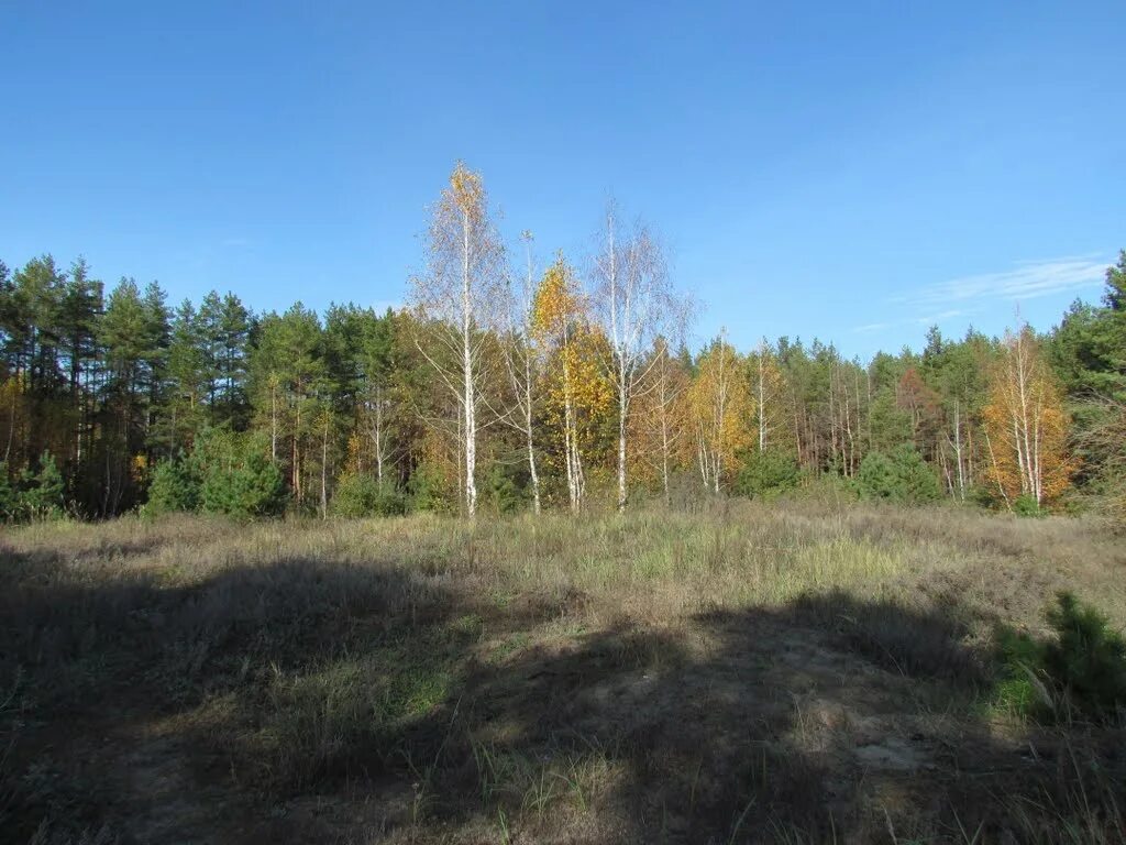 Кладбище в рассказово. Река арженка рассказово тамбовская область. Рассказово тамбовская область природа. Лес в шахристане. Рассказово лес.