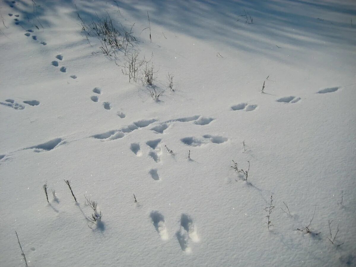 Видны заячьи следы. Следы зайца беляка. Следы зайца русака. Заяц Беляк зимой следы. Следы зайца русака на снегу.