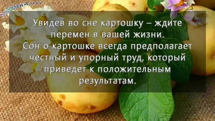 Сон снится картофель