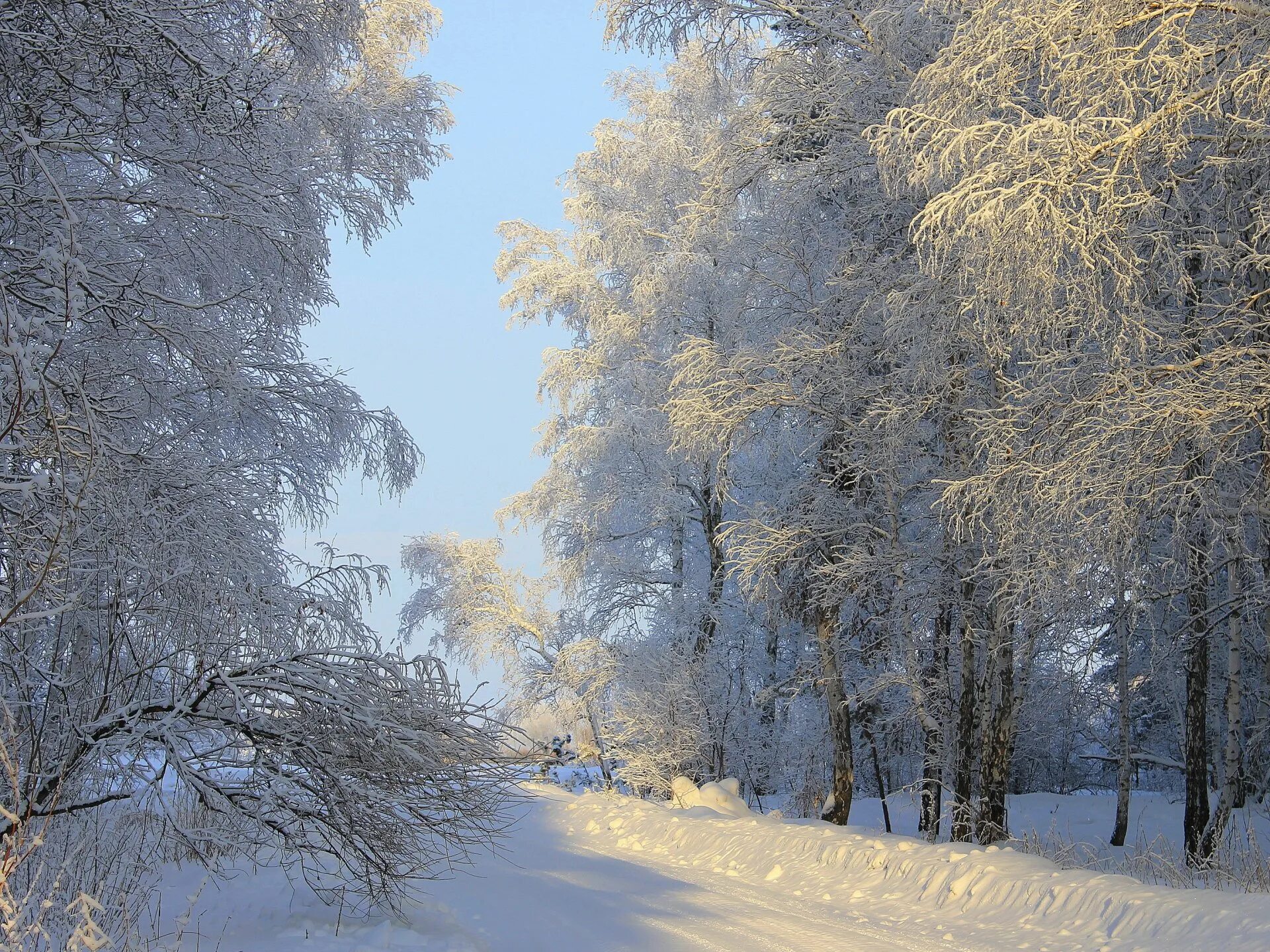 День зимних деревьев