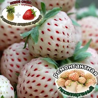 Ананасная клубника отзывы