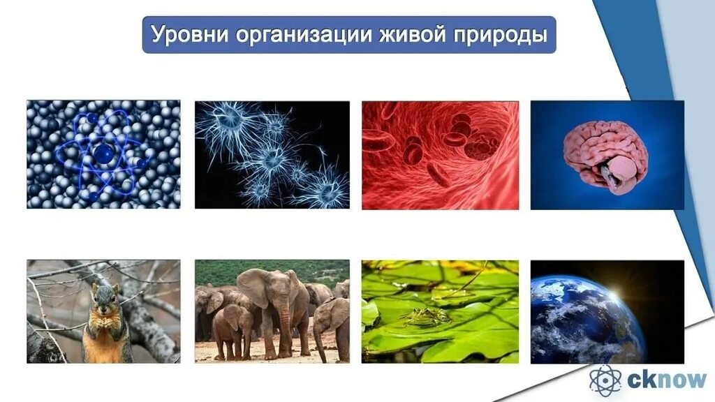 Какой уровень организации живой природы представляет. Таблица по биологии уровни организации живых систем. уровни организации живой природы схема. уровни организации живой материи схема. уровни организации живой природы биология.