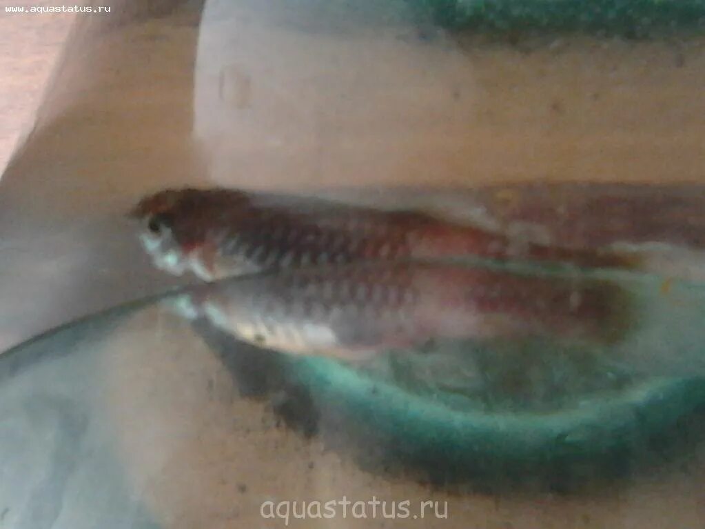 Рыба вздохла в аквариуме. Рыбки умирают без причины. Что делать если подохла рыба. Дохлые аквариумные рыбки. Рыбки умирают без причины.