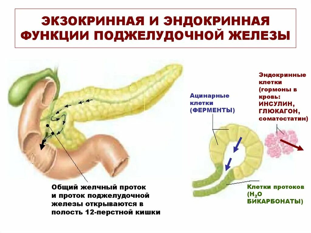 Какую функцию выполняет поджелудочная