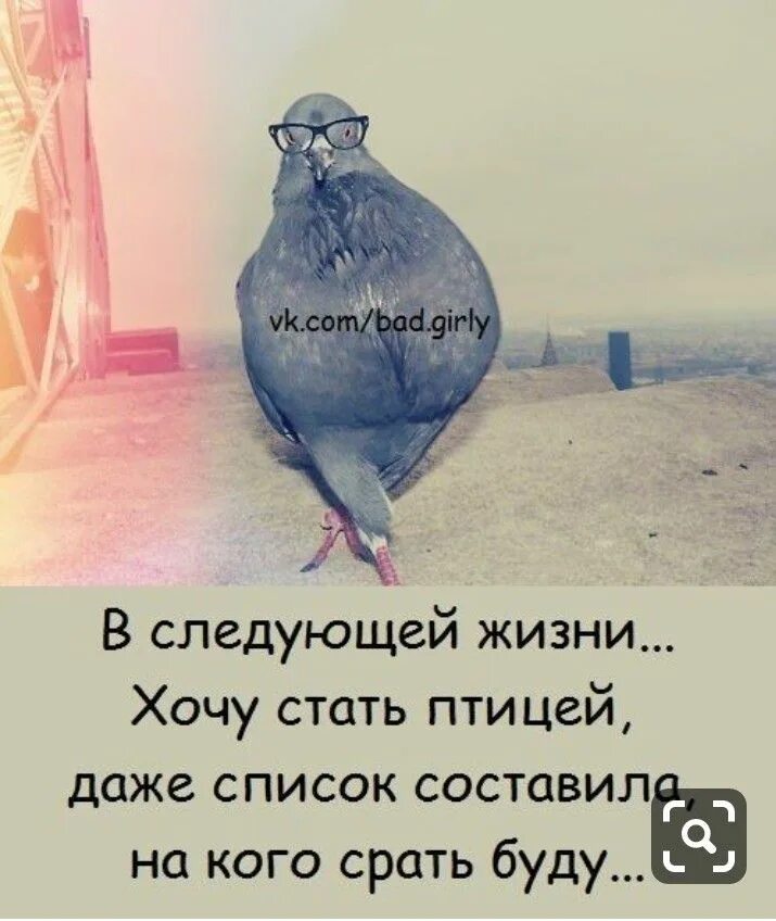 Мне хочется стать кем. В следующей жизни хочу стать птицей. цитаты про птиц и людей. я хочу быть птицей. хорошо быть голубем.