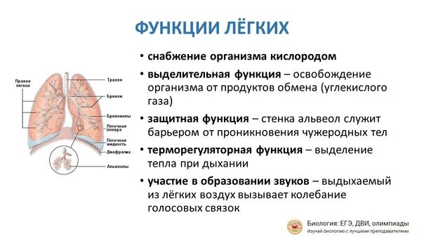 Какая основная функция легких. Легкие функции. функции лёгких человека. правое легкое функции. основная функция легких.